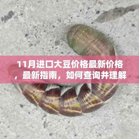11月进口大豆价格详解,最新指南与查询方法
