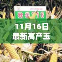 11月16日启程,探寻高产玉米种与自然的神奇之旅