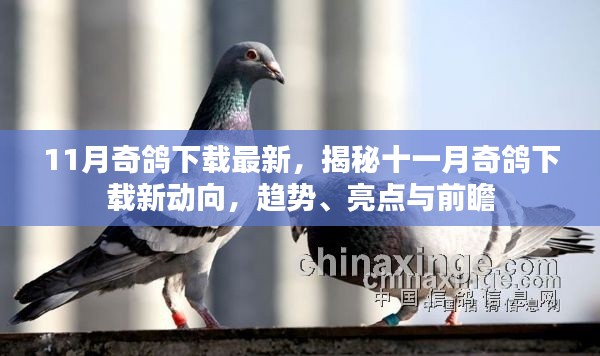 揭秘十一月奇棋下载新动向,趋势、亮点与前瞻——最新动态一网打尽