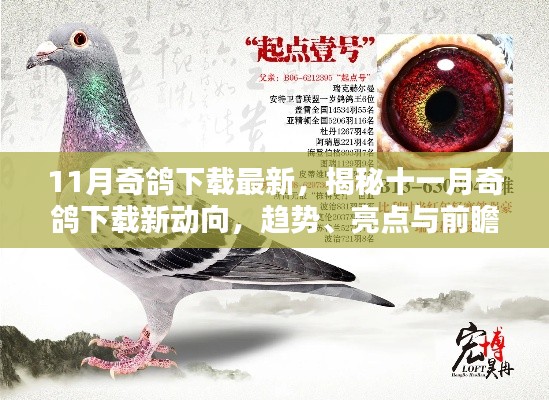 揭秘十一月奇棋下载新动向,趋势、亮点与前瞻——最新动态一网打尽