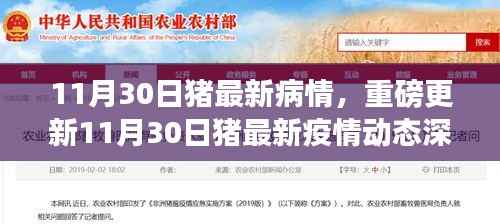 11月30日猪疫情最新动态深度解析,养猪人必备指南