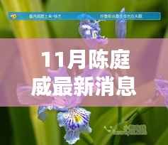 陈庭威最新动态揭秘，11月消息、特性、体验、竞品对比与用户分析