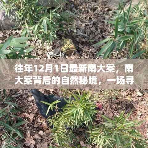 南大案背后的自然秘境探险之旅,寻找内心平静之旅