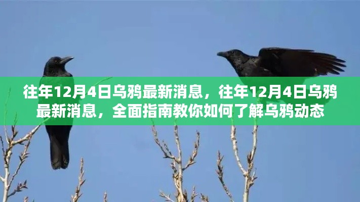 往年12月4日乌鸦最新消息,全面指南教你如何掌握乌鸦动态资讯