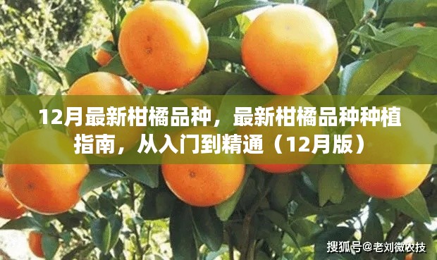 柑橘新品种种植指南,从入门到精通(12月版)
