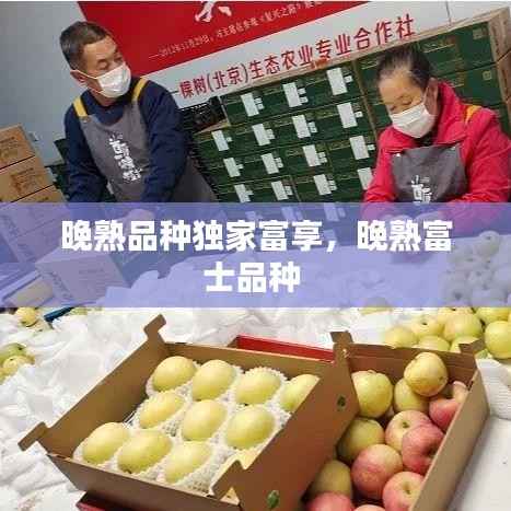 晚熟品种独家富享,晚熟富士品种