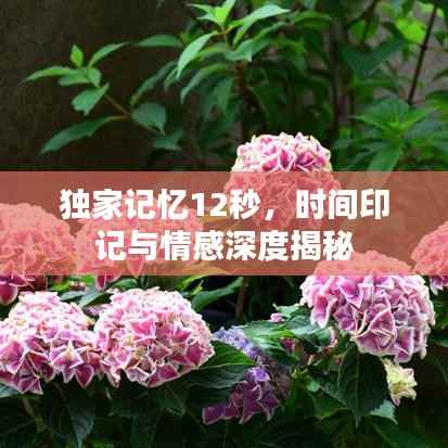独家记忆12秒,时间印记与情感深度揭秘