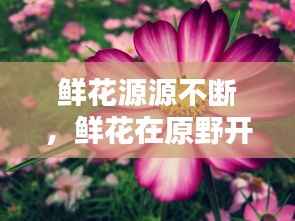 鲜花源源不断,鲜花在原野开放是什么歌