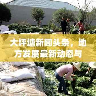 大坪塘新闻头条,地方发展最新动态与深度解读权威指南