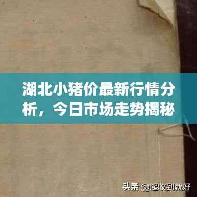 湖北小猪价最新行情分析,今日市场走势揭秘