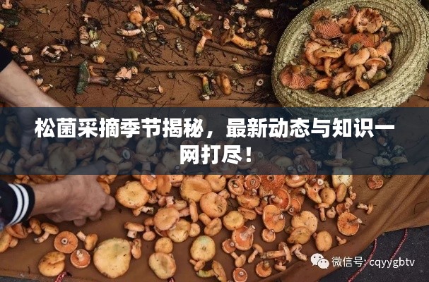 松菌采摘季节揭秘,最新动态与知识一网打尽!