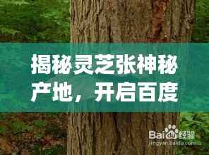 揭秘灵芝张神秘产地，开启百度探寻灵芝之旅