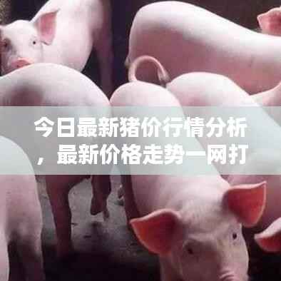 今日最新猪价行情分析,最新价格走势一网打尽