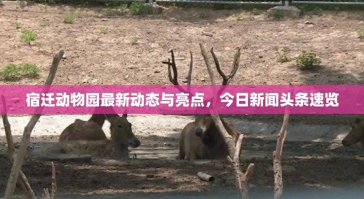 宿迁动物园最新动态与亮点,今日新闻头条速览