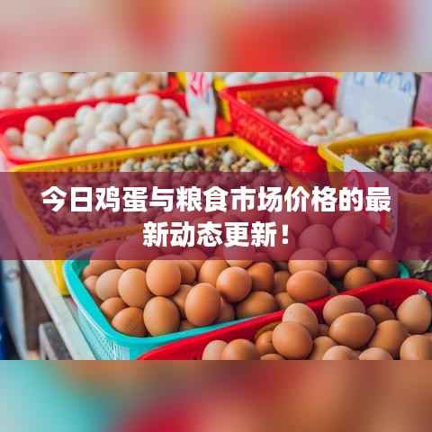 今日鸡蛋与粮食市场价格的最新动态更新!