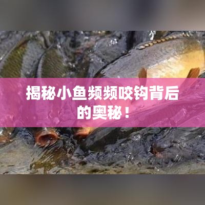 揭秘小鱼频频咬钩背后的奥秘!