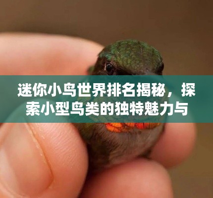 迷你小鸟世界排名揭秘,探索小型鸟类的独特魅力与奥秘